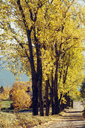autumn-trees-along-road-1759333.jpg