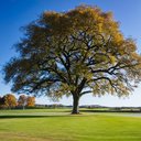 majestic-autumn-tree-0410-5704694.jpg
