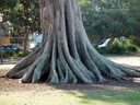 roots-1553183.jpg