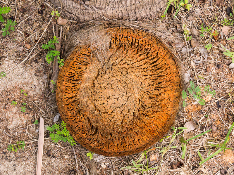 Stump
Section through a tree
