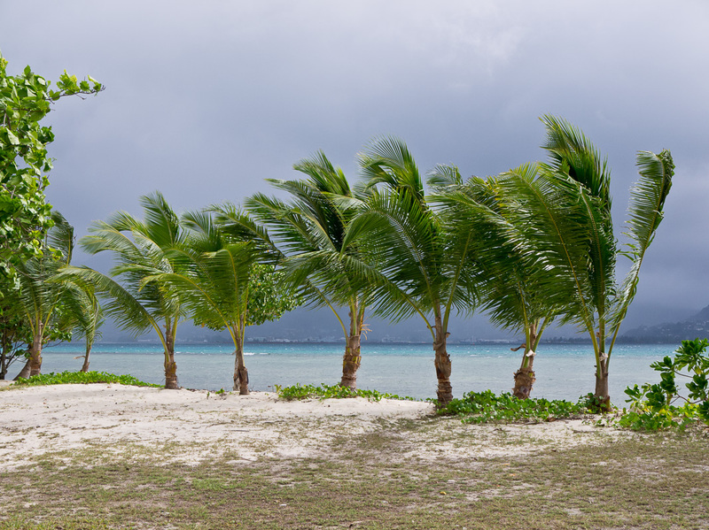 Breezy
Tropical wind moves the palms
