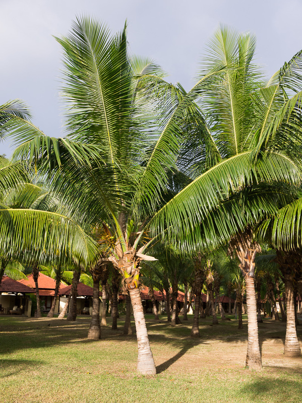 Palms
Palms ...with a view of the hotel beyond

