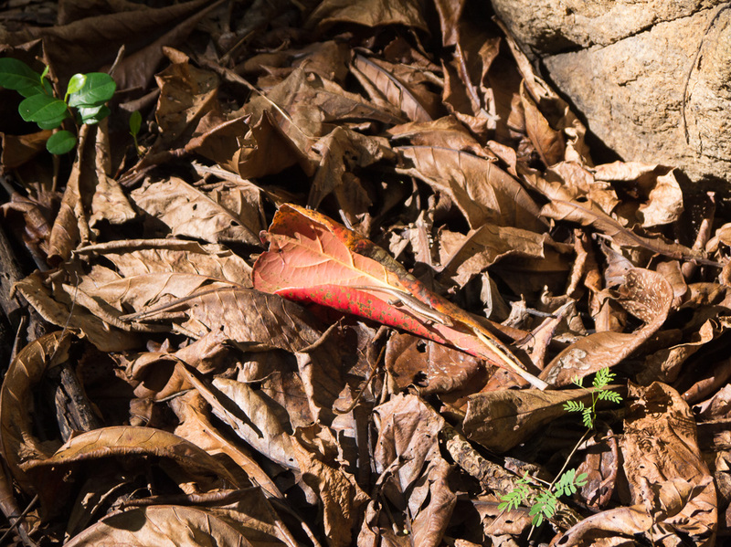 Leaf
Pile of leaves
