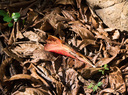 Filename=P1000122.jpg
Filesize=553KiB
Dimensions=1067x800
Date added=May 03, 2026 P1000122.jpg